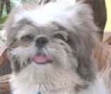 Shih-Tzu: um cão que adora receber carinho