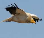 Abutre-do-egito: ave típica da fauna do Egito