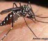 Aedes Aegypti: mosquito transmissor da febre amarela urbana