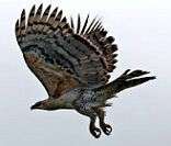 Águia cinzenta: uma ave ameaçada de extinção