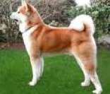 Akita: um cão afetuoso, protetor e muito corajoso