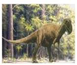 Allosauro: exemplo de dinossauro tireóforo