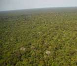 Amazônia: floresta equatorial úmida com rica biodiversidade