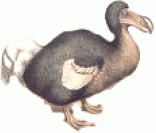 Pássaro Dodo: extinto no final do século XVII