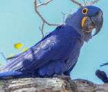 Arara-azul-grande: ave muito comum no Pantanal