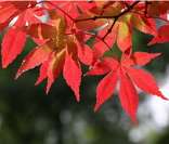 Folhas da Maple no outono (bordo): árvore símbolo do Canadá
