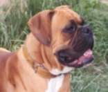 Boxer: um cão inteligente, divertido e muito ativo