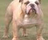 Buldogue Inglês: um cão inteligente e fiel