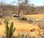 Caatinga: bioma do sertão nordestino