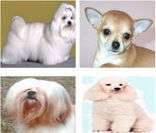 Cachorros de pequeno porte: ótimos companheiros
