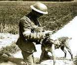 Cães foram usados na Primeira Guerra Mundial