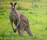 Canguru: animal símbolo da Austrália