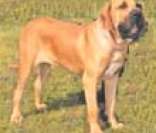 Fila Brasileiro: força e peso