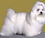 Cão Maltês: excelente cão de companhia