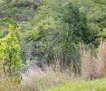 Cerrado brasileiro: clima tropical sazonal