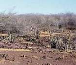 Caatinga: vegetação típica do clima semiárido do sertão nordestino
