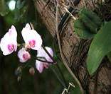 Orquídea num tronco de árvore: exemplo de interação ecológica.