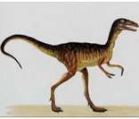 Compsognato: um dinossauro rápido, pequeno e carnívoro