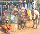 Vaca: animal sagrado na Índia
