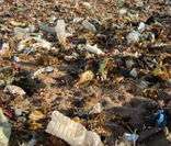 Lixo em decomposição na natureza: danos ao meio ambiente
