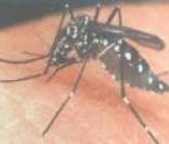 Mosquito Aedes Aegypti: transmissor da dengue