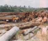 Desmatamento na Amazônia: corte ilegal de árvores