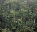 Domínio Amazônico: prevalece na regiâo Norte do Brasil