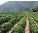 Café: um dos principais produtos exportados pela Colômbia