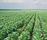Soja: destaque da agricultura de Goiás