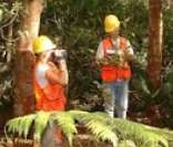 Curso de Engenharia Florestal: para quem se interessa pelo Meio Ambiente