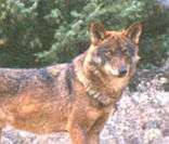 Lobo-ibérico: animal típico da fauna espanhola