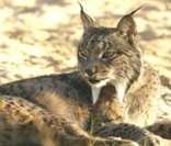 Lince ibérico: animal da fauna de Portugal