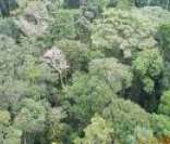 Floresta Amazônica: rica biodiversidade