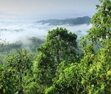 Foto da Floresta Amazônica: exemplo de floresta equatorial