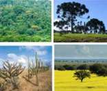 Biomas brasileiros: diversidade de formações vegetais