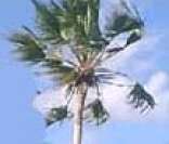 Carnaúba: árvore típica da Mata dos Cocais