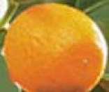 Laranja: ótima fonte de vitamina C
