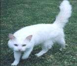 Gato Angorá: inteligente, afetuoso e brincalhão