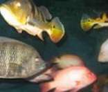 Ictiologia: ramo da Zoologia que estuda os peixes