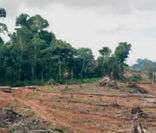 Desmatamento para agricultura: forte impacto ambiental para o Pantanal