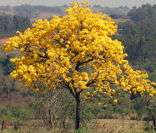 Ipê-amarelo: árvore típica da região Sudeste