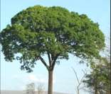 Jequitibá: árvore típica da fauna do Espírito Santo