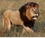 Leão: o rei das selvas