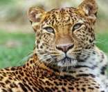 Leopardo: eficiência na caça