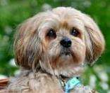 Lhasa Apso: o cão dos monges tibetanos