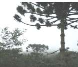 Mata de Araucária: ecossistema típico da região Sul do Brasil
