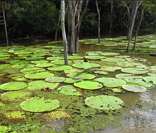 Mata de Igapó na Floresta Amazônica