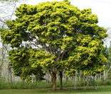 Pau-brasil: árvore típica da flora pernambucana