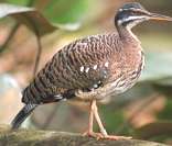 Pavãozinho-do-pará: ave típica da fauna paraense