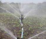 Irrigação: alguns gêneros agrícolas também têm pegada hídrica elevada